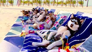 Top 10 Hot Weather Dog Breeds - Top 10 Best Dog Breeds For Hot Weather - Aspin by Aspin 35,700 views 5 years ago 4 minutes, 30 seconds