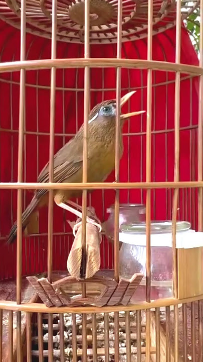 Burung wambi bongkar isian suara unik