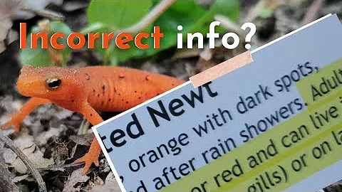 The Eastern Newt - Incorrect information?  Setting the Record Straight! #amphibians #salamanders