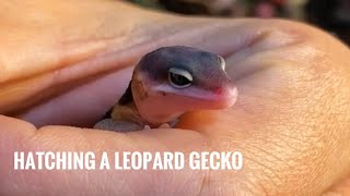 Hatching a Leopard Gecko