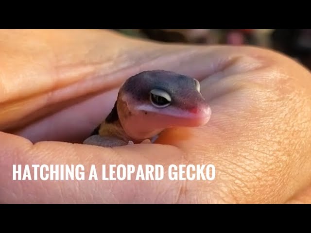 Hatching a Leopard Gecko