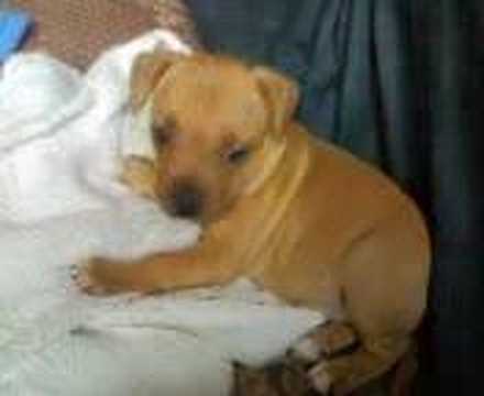 my staffy cross pitbull puppy purdy. 6 week old.. - YouTube