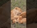 African lion animals shorts lion africa animalsreview