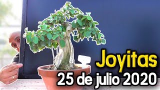 Joyitas 25 de julio de 2021