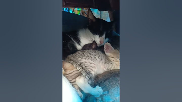lovely babies and there mom❤️😊|#trending #cat #feeding #kittens #shorts |@reshmis2575 |