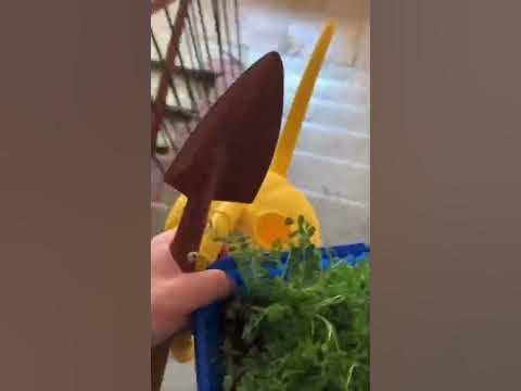 Проращивание нута и посадка во дворе #shorts #горох #нут #микрозелень # ...