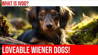 Common Dachshund Health Problems: A Comprehensive Guide by Happy Hounds Hangout No views 1 day ago 4 minutes, 20 seconds