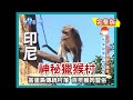 【印尼】弗洛勒斯島 神秘獵猴村（峇里島捕蟲達人／蜻蜓蛋餅／煙燻巨大蜂巢／道地補陽水果酒）｜《世界第一等》262集小馬完整版