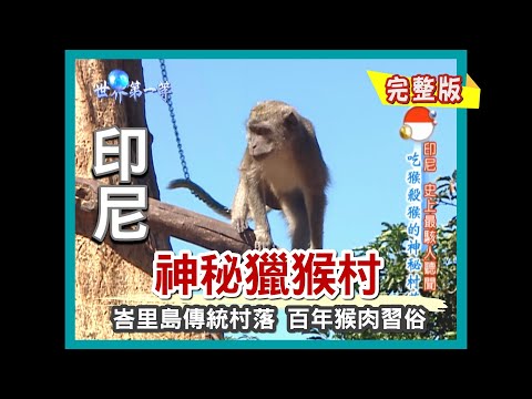 【印尼】弗洛勒斯島 神秘獵猴村（峇里島捕蟲達人／蜻蜓蛋餅／煙燻巨大蜂巢／道地補陽水果酒）｜《世界第一等》262集小馬完整版