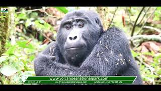 Rare footage Face to face with female Mountain Gorilla in volcanoes national park #gorilla