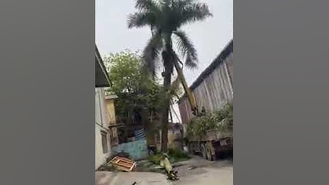 Dịch vụ Cưa Cây Xanh, Đào Gốc Cây ở Hà Nội by Sân Vườn Phú Minh