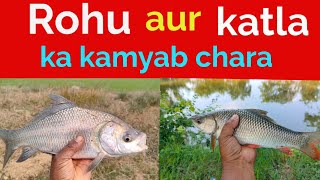 Rohu Aur Katla Machhli Ka Kamyab Chara Sunday Comment Box Sundar Bihar Episode 240