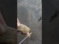 🔥🔥  Unbelievable and Strange Child Clam # Pearl # Clam # Open Clam # Super Pearl