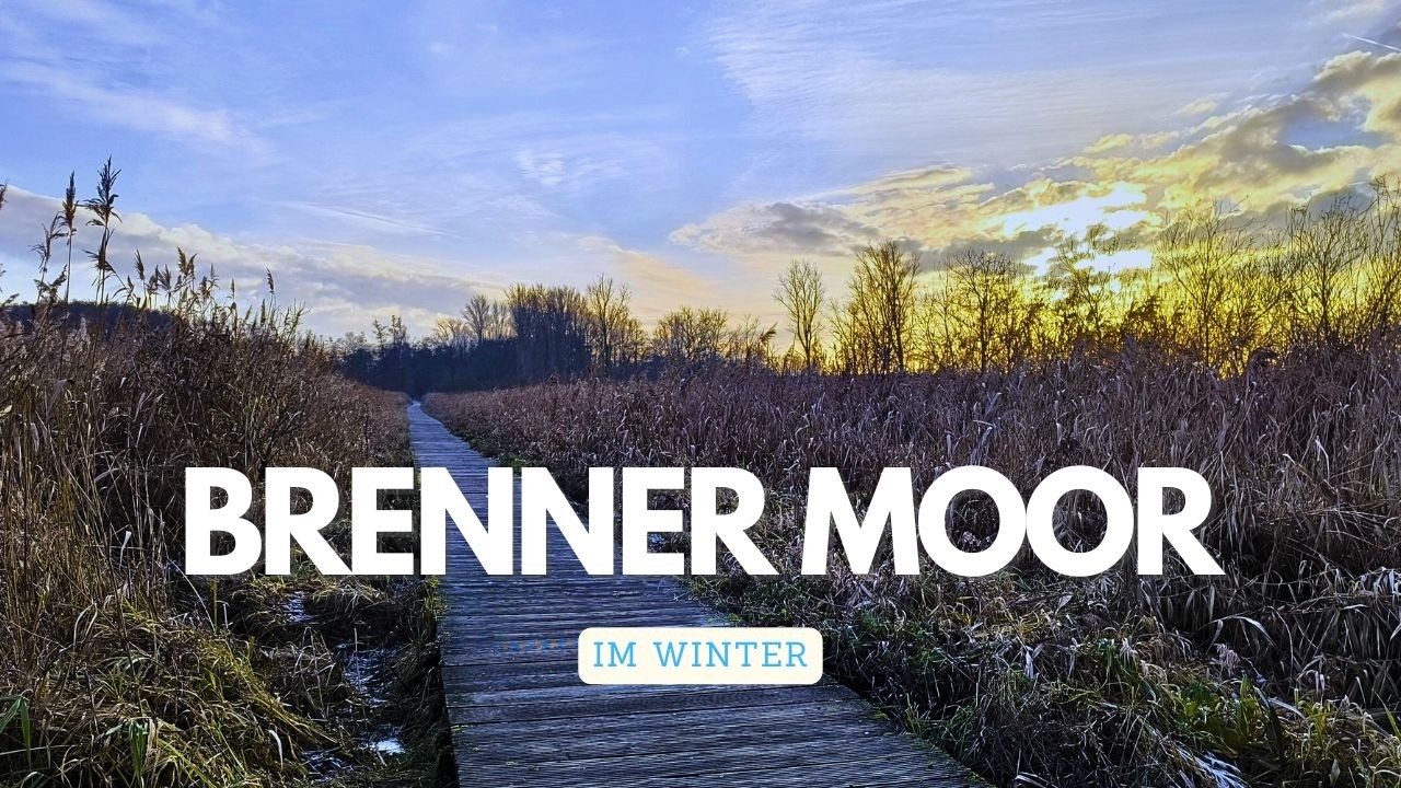 Frostige Stille: Winterwandern im Brenner Moor | Schleswig-Holstein ASMR (4K)