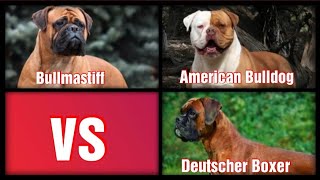 Deutscher Boxer VS American Bulldog VS Bullmastiff