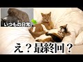 二匹の仲裁ばかりだった俺に訪れた、奇跡の夜