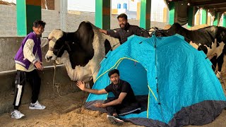 Living in a Cow Mandi for 24 Hours!🐄