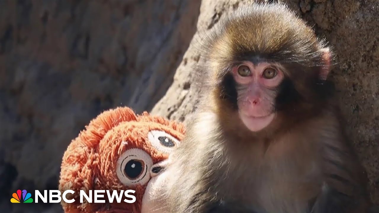 2 men detained after break-in at enclosure of 'Punch' the monkey