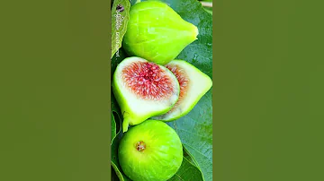 Lexrif Acetwi Ouzellaguen Béjaïa 