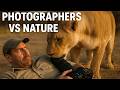 Wild Animals Gone Crazy on Camera!