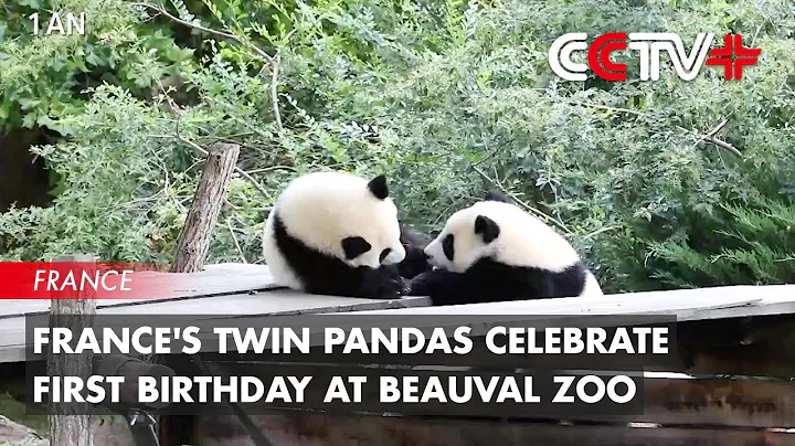 France's Twin Pandas Celebrate First Birthday at Beauval Zoo - DayDayNews