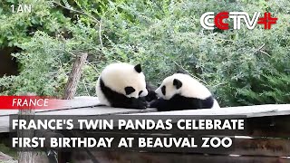 France's Twin Pandas Celebrate First Birthday at Beauval Zoo