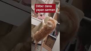 Dilber Oynayan Kedi Evin Barkın Yok Mu ?????