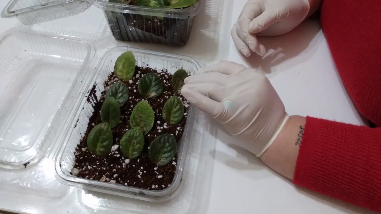 SERA YÖNTEMİYLE MENEKŞE ÜRETİMİ AFRICAN VIOLET