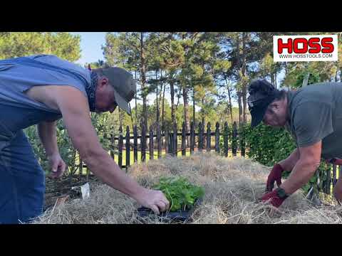 Video: Hoe aardbeien in de herfst buiten te planten?