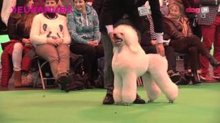 Crufts 2016 – Standard Poodle Best of Breed