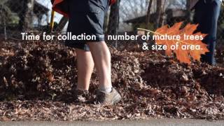 City of Hickory - Leaf Pickup