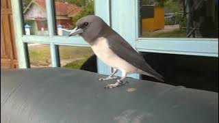 Download lagu cara membedakan kekep babi jantan dan betina