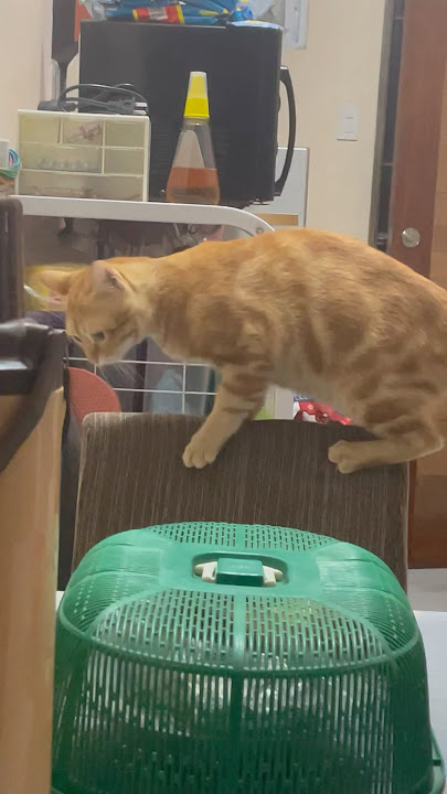 #MeowkhlooCATS | MingMi YongMe in his pasaway mood 😹😹😹