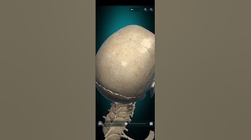 Skull 3D Animated Video