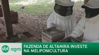 SBT Agro 13/05/24: Fazendeiros de Altamira investem na produção de abelhas sem ferrão