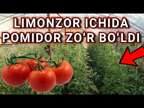 Video: Pomidor Sho'rvasini Guruch Va Dengiz Maxsulotlari Bilan Qanday Tayyorlash Mumkin