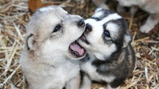 Смешные Собаки и Щенки - 🐕 Любимые питомцы 🐶 - Подборка весёлых моментов!