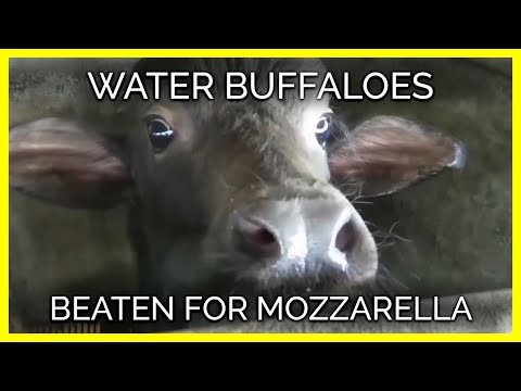 Water Buffaloes Tied to Poles and Beaten for Mozzarella