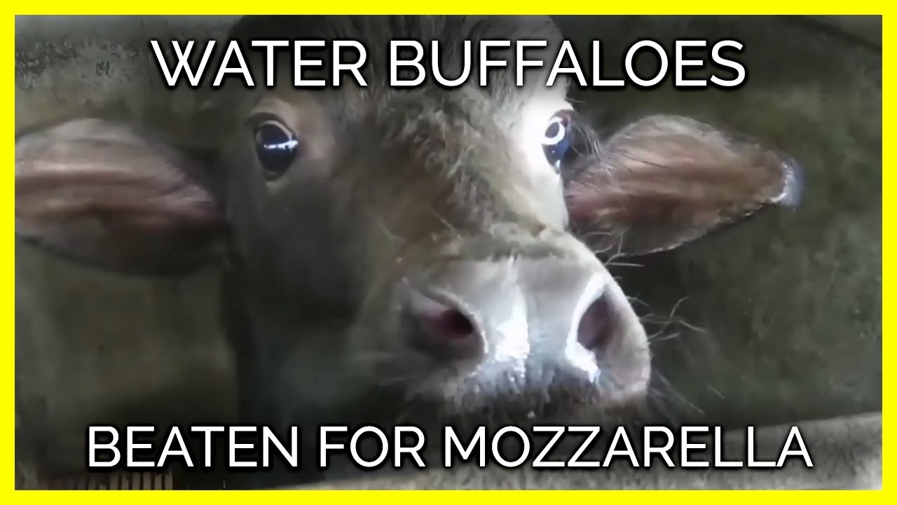Buffalo Mozzarella Get Its | PETA