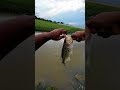 ultralight fishing is unpredictable #bankpressure #fishing #fishingshorts