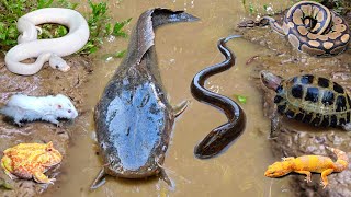 Amazing Menangkap Ikan Lele Besar Dalam Lubang Ada Banyak Hewan Seram Seperti Ular, Buaya & Belut