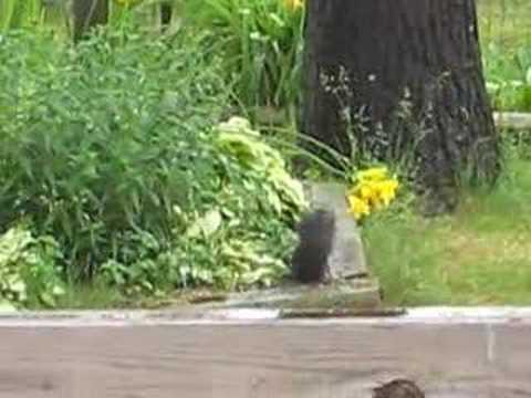 Rabbit Squirrel Hybrid Jk You