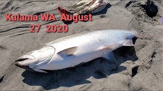 Don Pablo WA (406) Рыбалка на реке Колумбия ! Kalama WA  August  27 2020