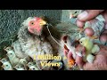 Hen Hatching Eggs | Chicken Reproduction Process | Hen Egg Hatching | Unique Pets World