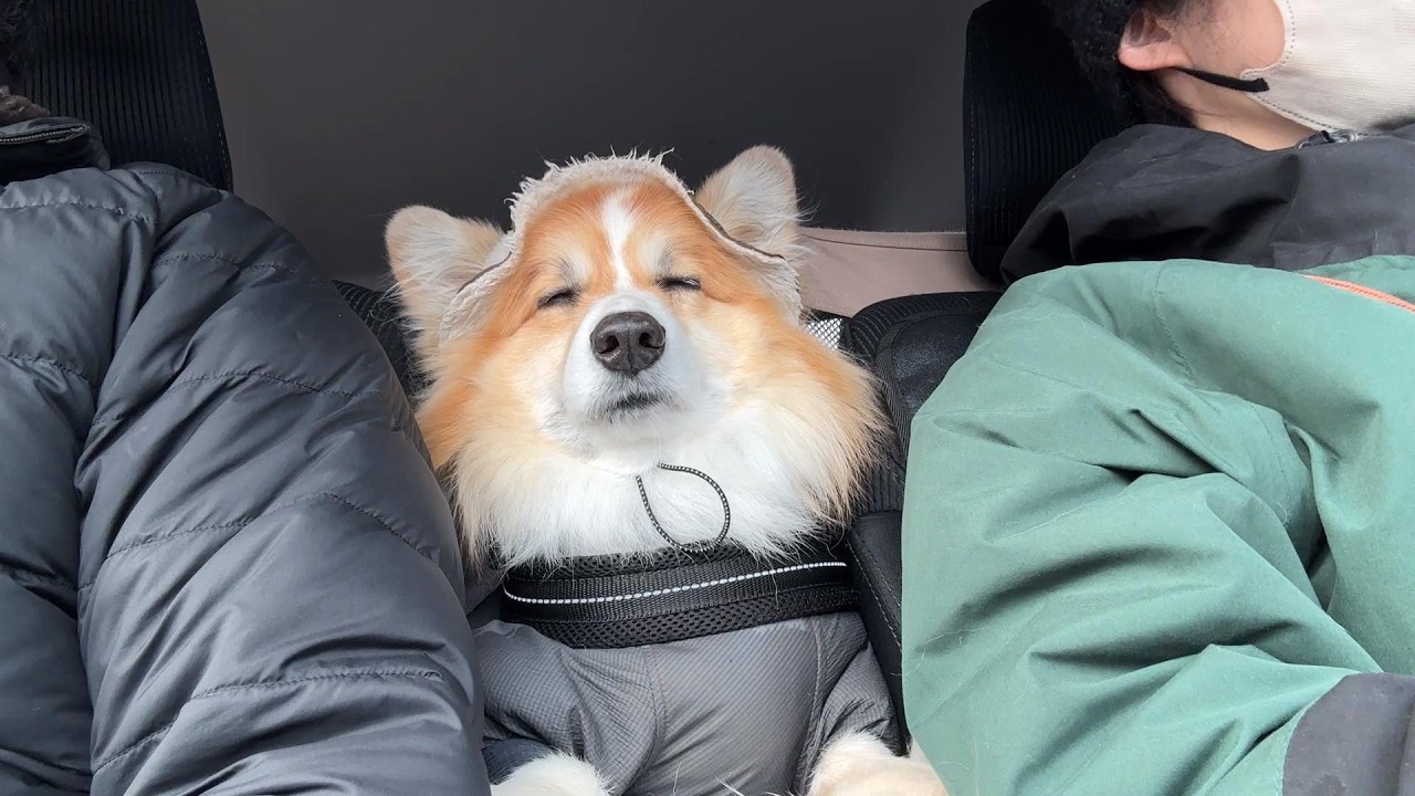 愛犬を「札幌雪まつり」に連れて行った結果、突然『電源オフ』になる光景が可愛すぎた😂