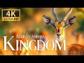 Capture de la vidéo Africa's Animal Kingdom  4K 🐾Discovery Relaxation Film With Calm Relaxing Music & Nature Video