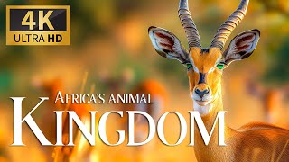 Животный Мир Африки 4K 🐾Discovery Relaxation Спокойная Расслабляющая Музыка И Видео О Природе
