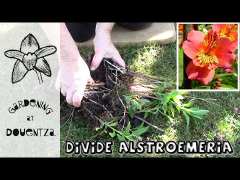 Video: Cvjetovi alstroemerije mrtve glave - trebate li smanjiti biljke alstromerije