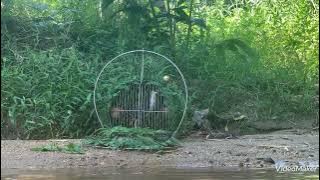 Tiếng quốc trống mồi.