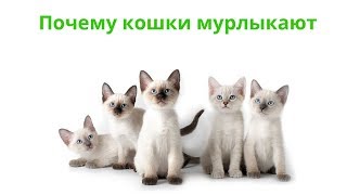 Почему кошки мурлыкают. Ветеринарная клиника Био-Вет. Почему кошки мурлыкают. Ветеринарная клиника Био-Вет.